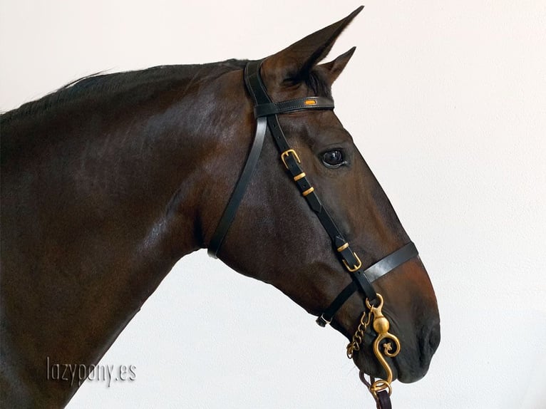 Cabezada anatómica Ranger Lazypony, cabezada de cuero, Anatomical handmade bridle Ranger Lazypony