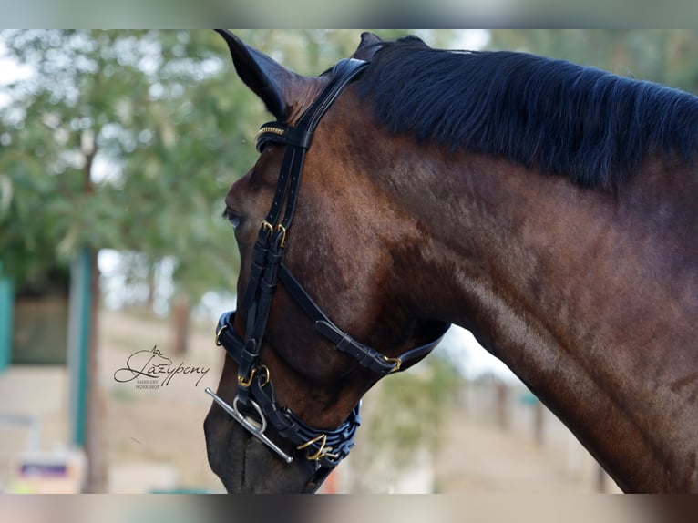 Cabezada cavesson académica Lazypony/ Academic cavesson horse bridle