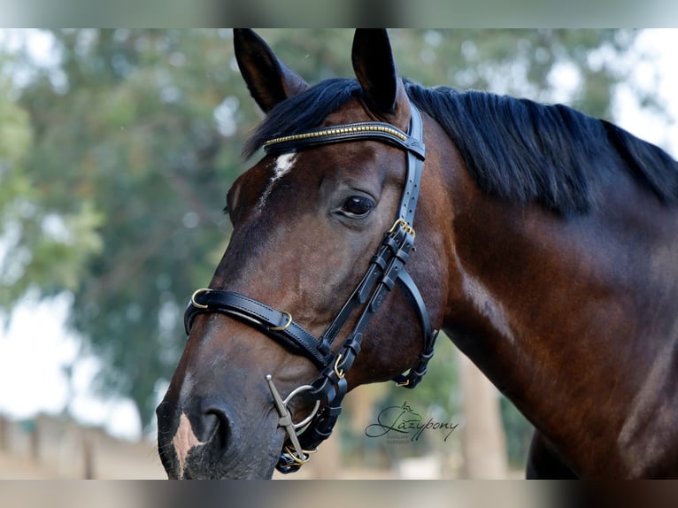 Cabezada cavesson académica Lazypony/ Academic cavesson horse bridle