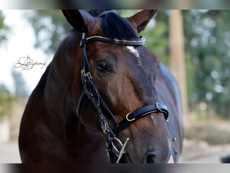 Cabezada cavesson académica Lazypony/ Academic cavesson horse bridle