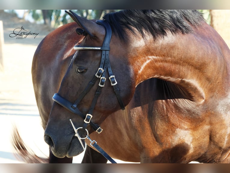 Cabezada Clásica de cuero Lazypony/Classic leather horse bridle Lazypony