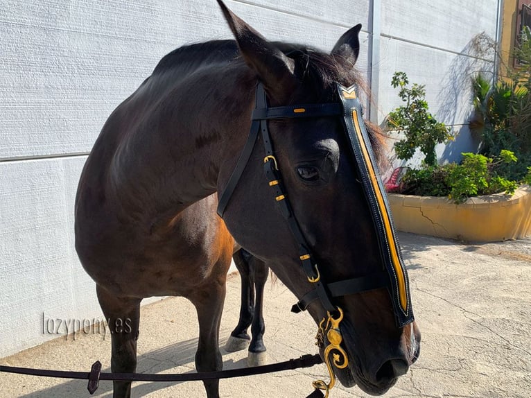 Handcrafted horse bridle Knight Lazypony, cabezada barroca, cabezada de cuero, baroque headstall