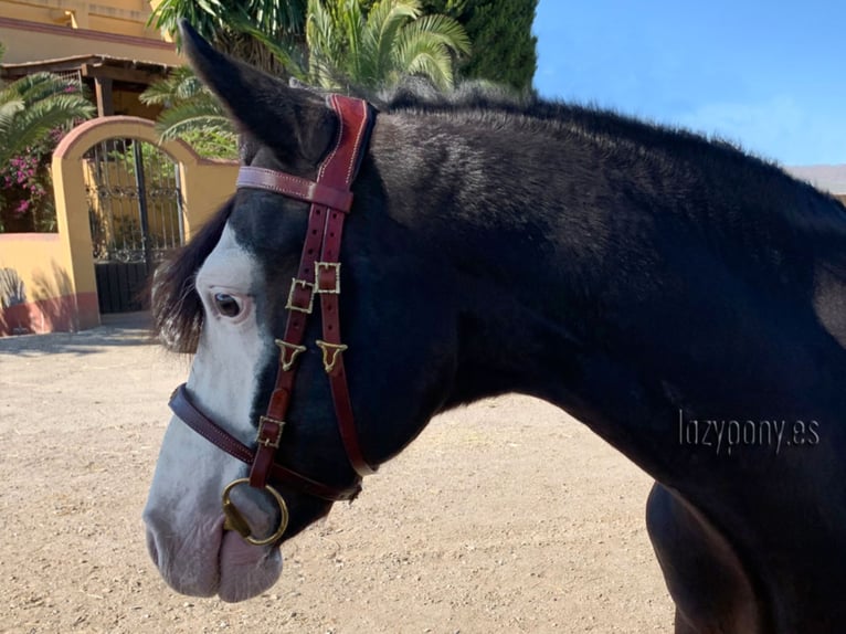 Portuguese iberian bridle Lazypony, cabezada barrocca, cabezada de cuero, Cabezada ibérica portugues