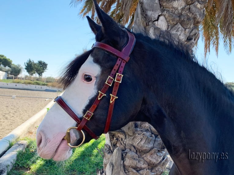 Portuguese iberian bridle Lazypony, cabezada barrocca, cabezada de cuero, Cabezada ibérica portugues