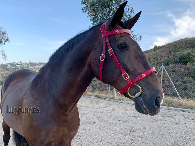 Baroque bridle Vienna Lazypony, cabezada de cuero barroca, leather horse bridle,