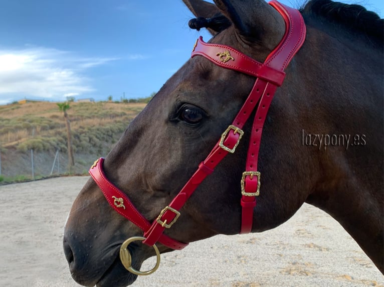 Baroque bridle Vienna Lazypony, cabezada de cuero barroca, leather horse bridle,