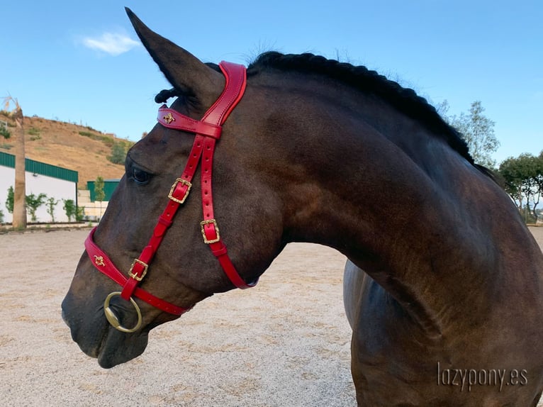 Baroque bridle Vienna Lazypony, cabezada de cuero barroca, leather horse bridle,
