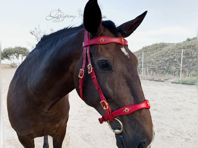 Baroque bridle Vienna Lazypony, cabezada de cuero barroca, leather horse bridle,