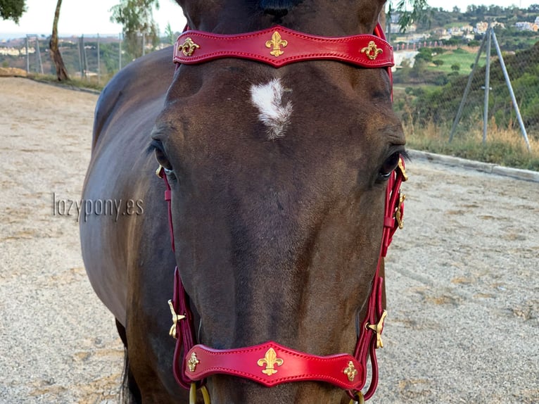 Baroque bridle Vienna Lazypony, cabezada de cuero barroca, leather horse bridle,