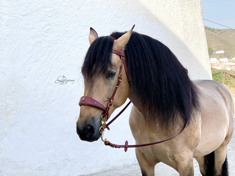 Cabezada Lazypony de estilo barroco, Fancy handcrafted baroque bridle Lazypony