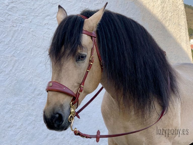 Cabezada Lazypony de estilo barroco, Fancy handcrafted baroque bridle Lazypony