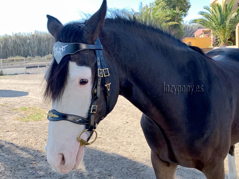 Celtic horse bridle Lazypony, cabezada barroca, cabezada de cuero, Cabezada de cuero celta Lazypony