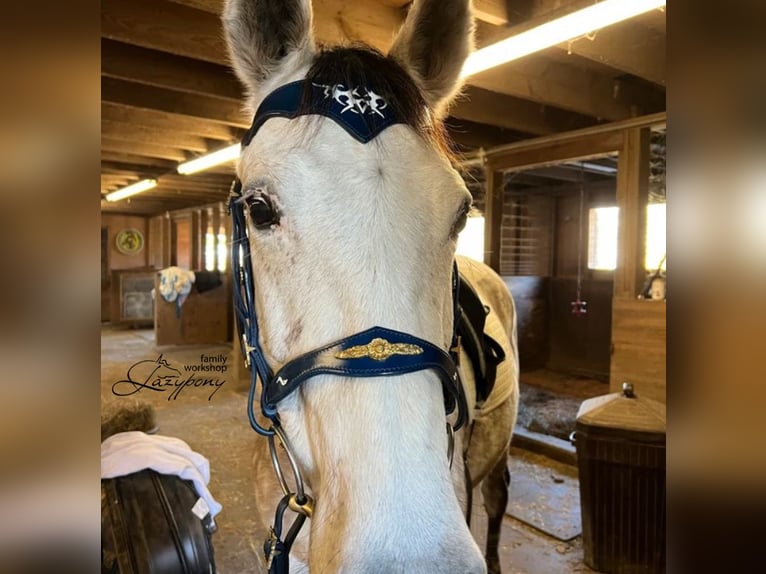 Celtic horse bridle Lazypony, cabezada barroca, cabezada de cuero, Cabezada de cuero celta Lazypony