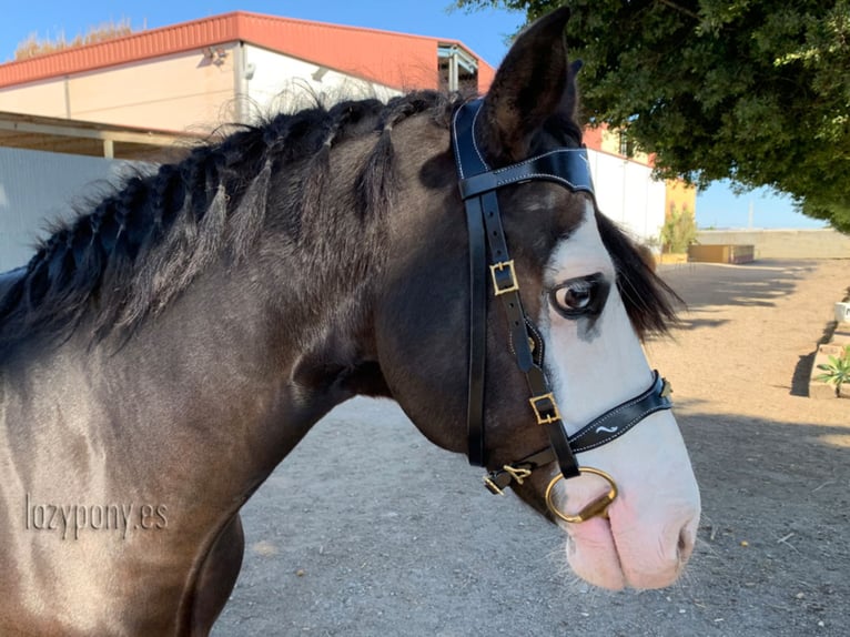 Celtic horse bridle Lazypony, cabezada barroca, cabezada de cuero, Cabezada de cuero celta Lazypony