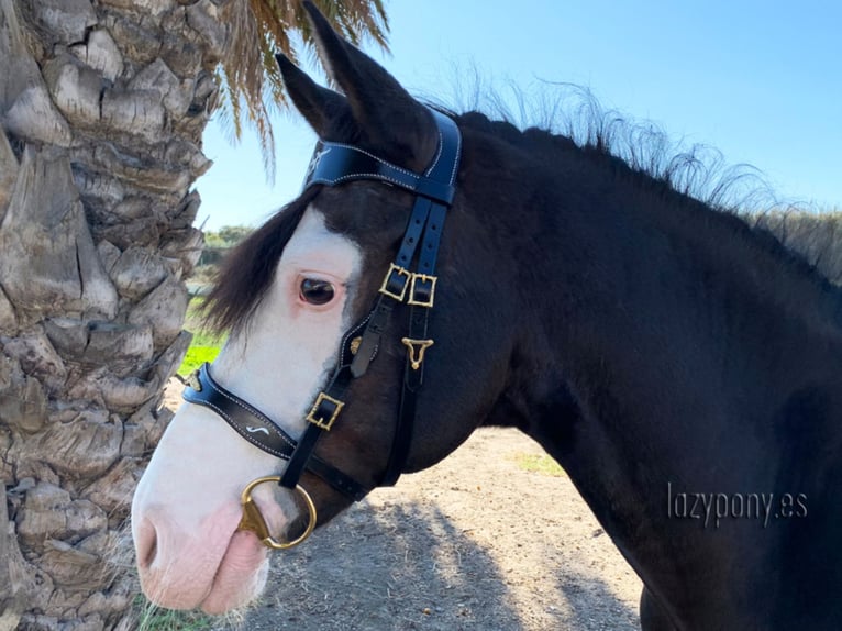 Celtic horse bridle Lazypony, cabezada barroca, cabezada de cuero, Cabezada de cuero celta Lazypony