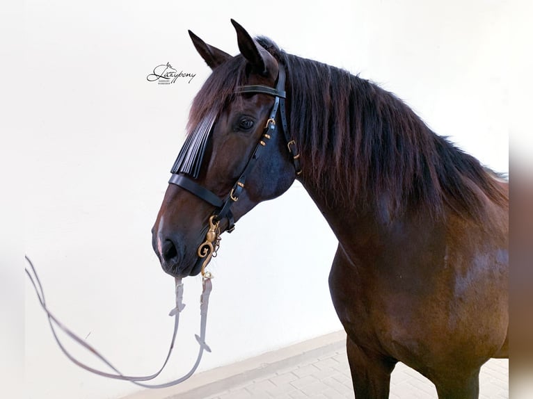 Elegante cabezada Vaquero Lazypony, Handcrafted horse bridle Vaquero
