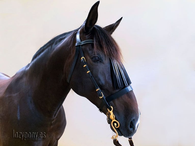 Elegante cabezada Vaquero Lazypony, Handcrafted horse bridle Vaquero