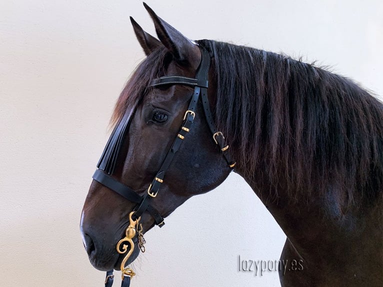 Elegante cabezada Vaquero Lazypony, Handcrafted horse bridle Vaquero