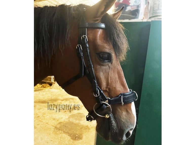 Leather horse bridle École Lazypony, cavesson bridle, Cabezada de cuero para caballos École Lazypony