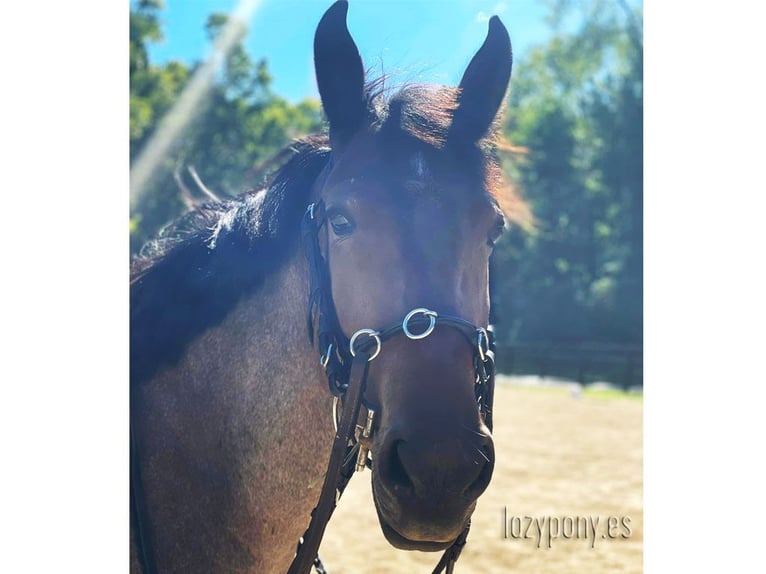 Leather horse bridle École Lazypony, cavesson bridle, Cabezada de cuero para caballos École Lazypony