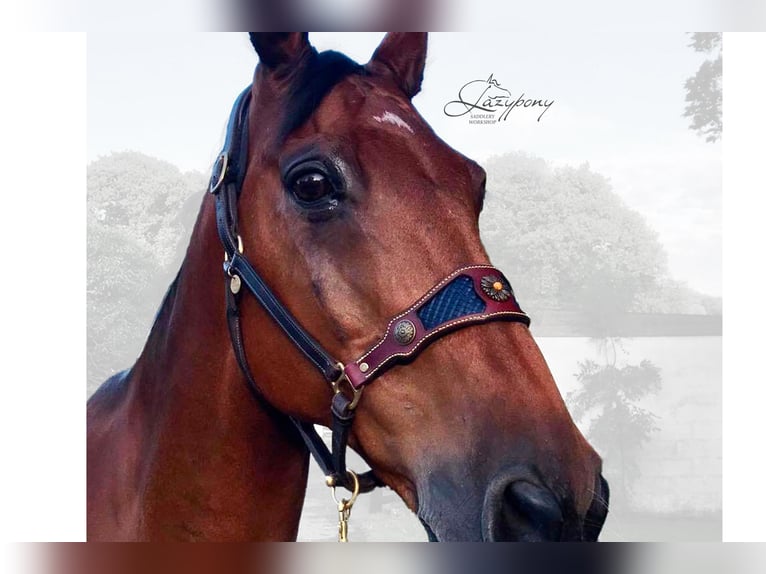 Muserola reemplazable Lazypony, replaceable noseband Lazypony for halters. 