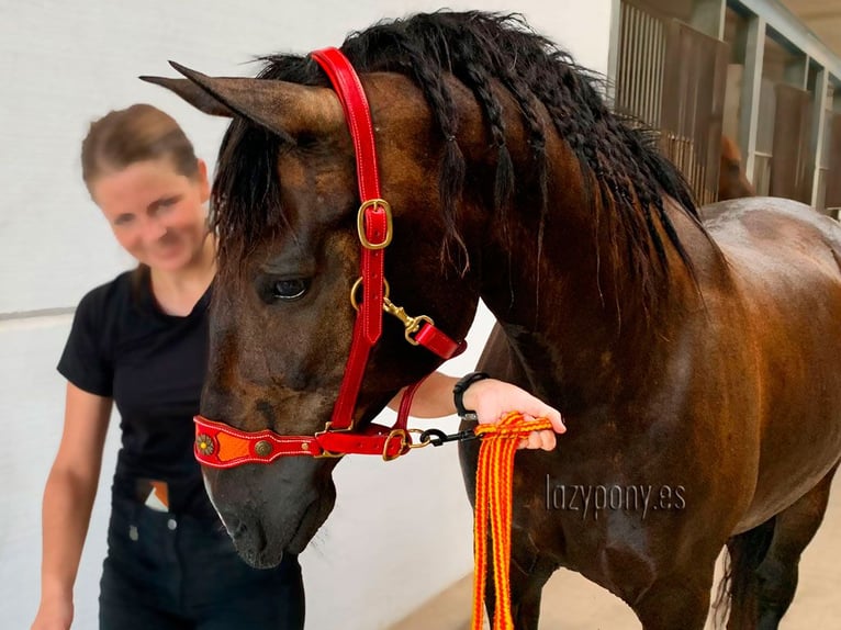 Muserola reemplazable Lazypony, replaceable noseband Lazypony for halters. 