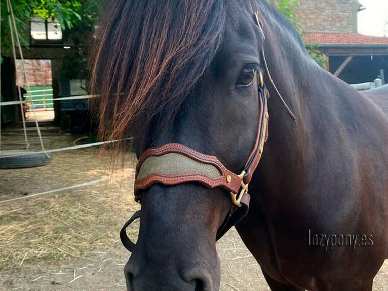 Muserola reemplazable Lazypony, replaceable noseband Lazypony for halters. 