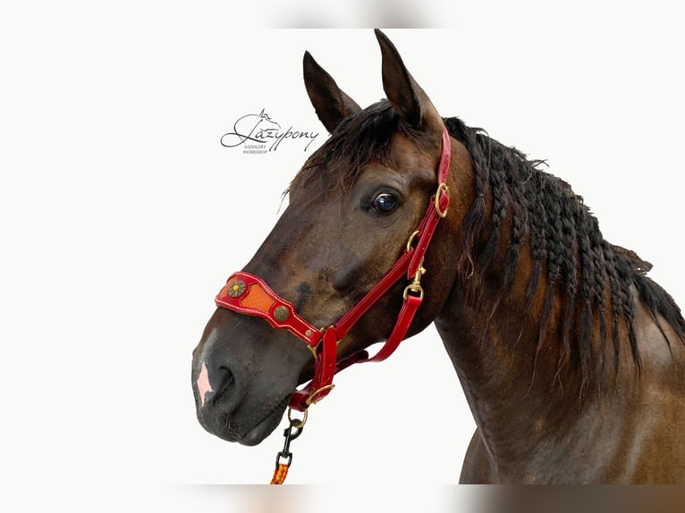 Muserola reemplazable Lazypony, replaceable noseband Lazypony for halters. 