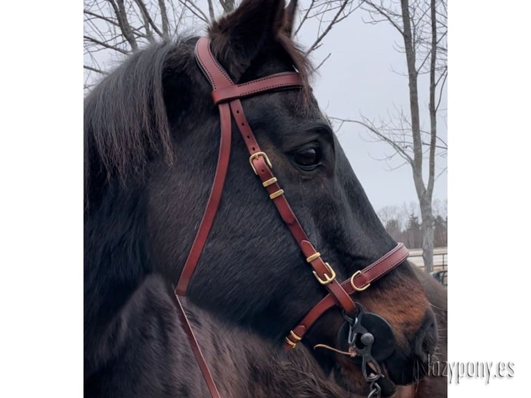 Cabezada artesanal Working Equitation Lazypony, handcrafted bridle Working Equitation Lazypony