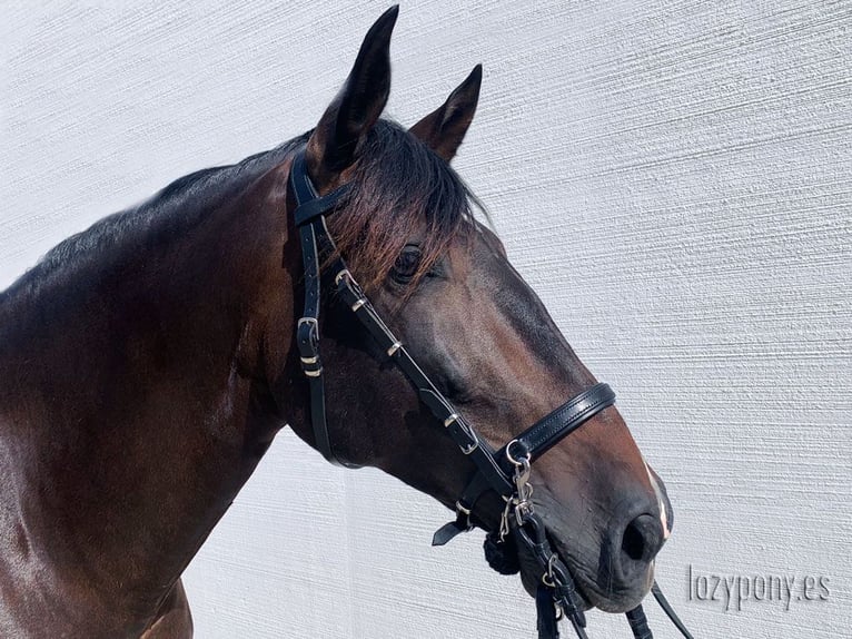 Cabezada artesanal Working Equitation Lazypony, handcrafted bridle Working Equitation Lazypony