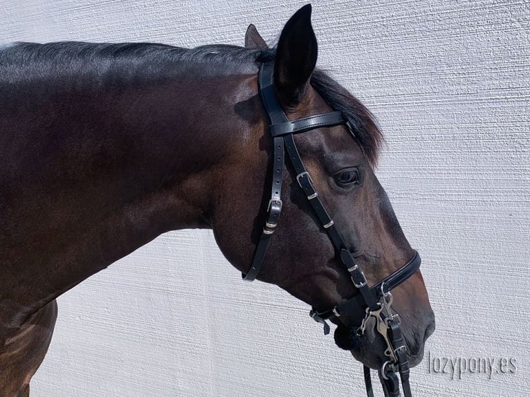 Cabezada artesanal Working Equitation Lazypony, handcrafted bridle Working Equitation Lazypony