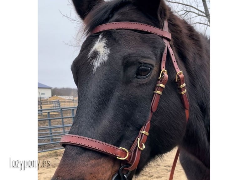 Cabezada artesanal Working Equitation Lazypony, handcrafted bridle Working Equitation Lazypony