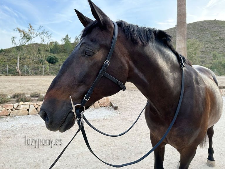Cabezada francesa anatómica Lazypony, Anatomical french bridle Lazypony with reins