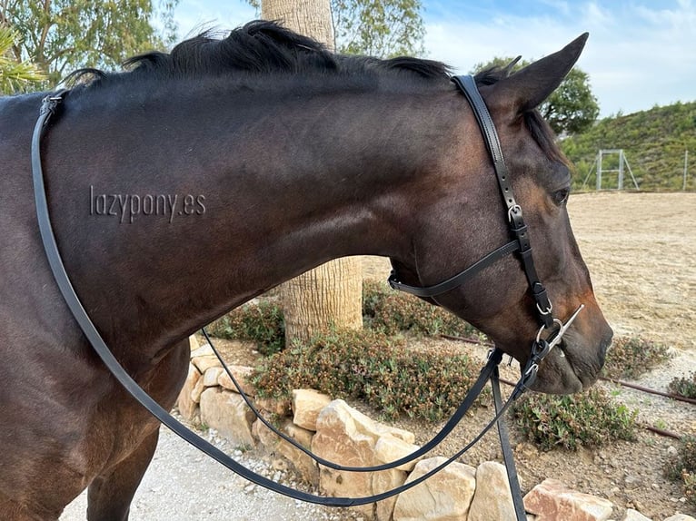 Cabezada francesa anatómica Lazypony, Anatomical french bridle Lazypony with reins
