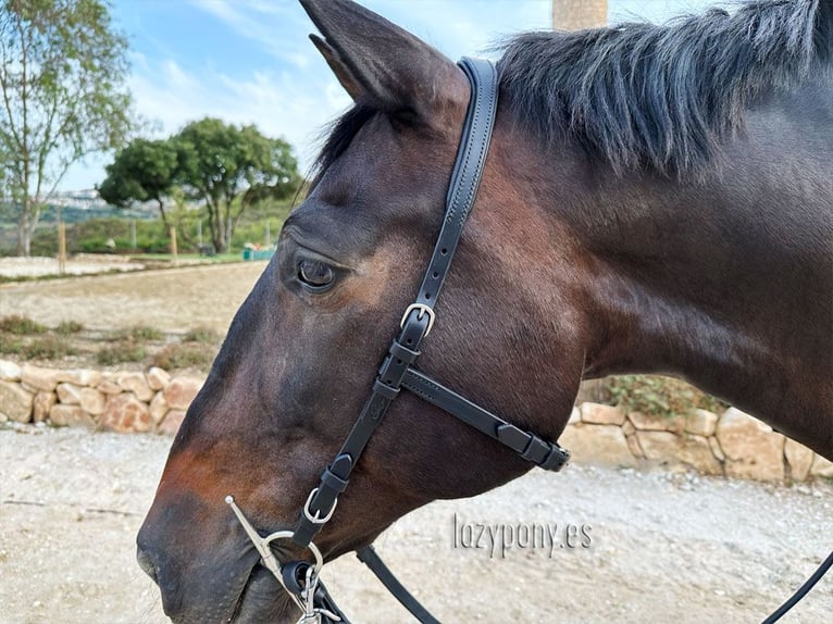 Cabezada francesa anatómica Lazypony, Anatomical french bridle Lazypony with reins 