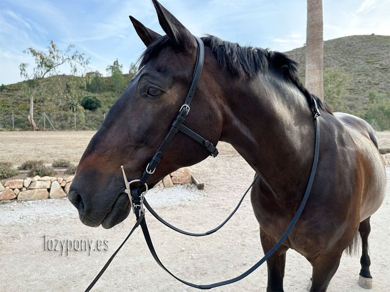 Cabezada francesa anatómica Lazypony, Anatomical french bridle Lazypony with reins 