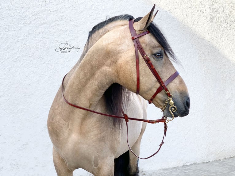 Cabezada inglesa Hunter Lazypony, cabezada de cuero,  Leather Hunter bridle Lazypony