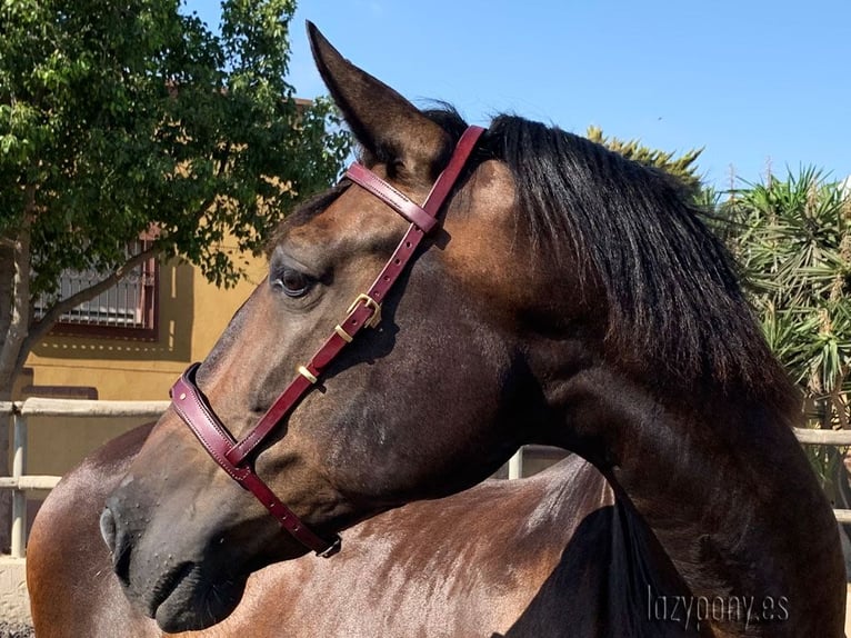 Preciosa muserola Barroca Lazypony, noseband Baroque Lazypony