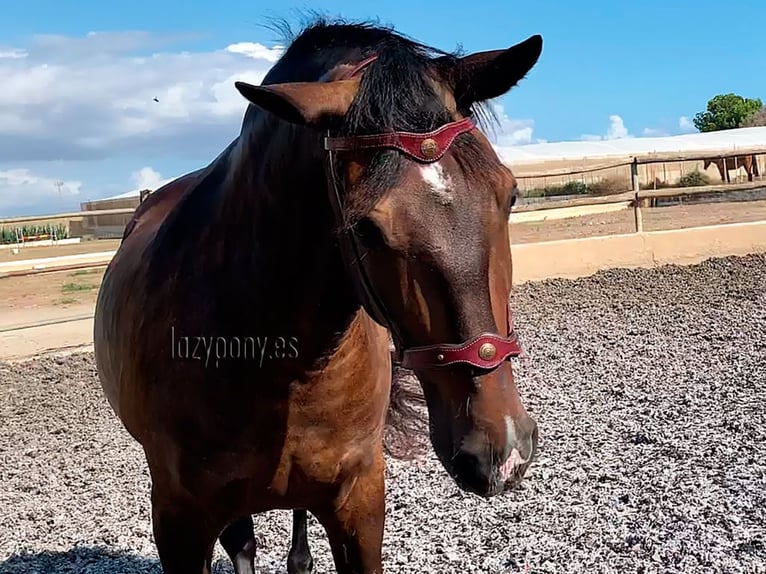 Preciosa muserola Barroca Lazypony, noseband Baroque Lazypony 