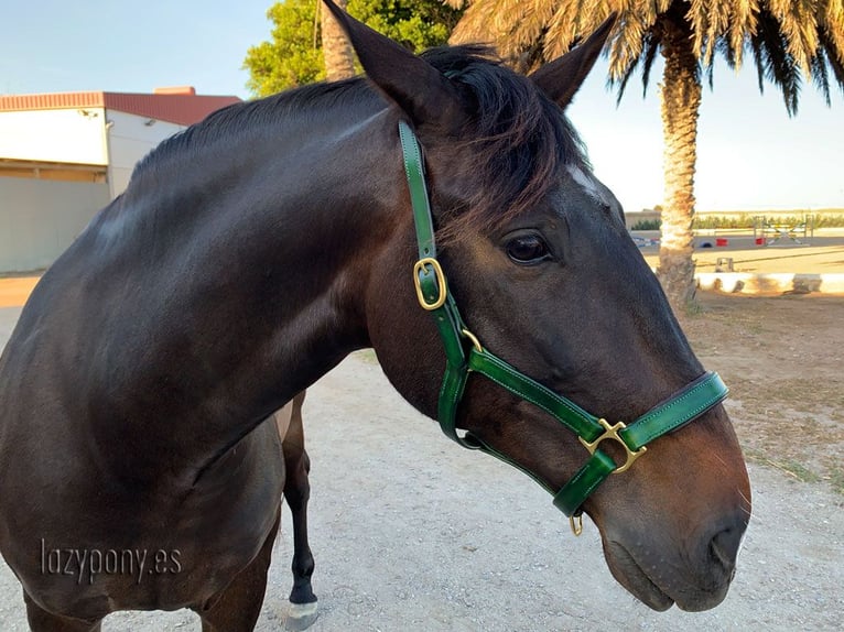 Anatomic leather horse halter Lazypony with two buckles, Cabezada cuadra anatómica Lazypony