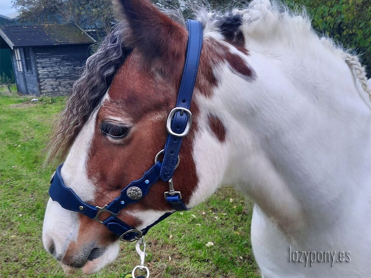 Baroque horse halter Lazypony, Cabezada cuadra Barroca Lazypony, cabezada de cuero