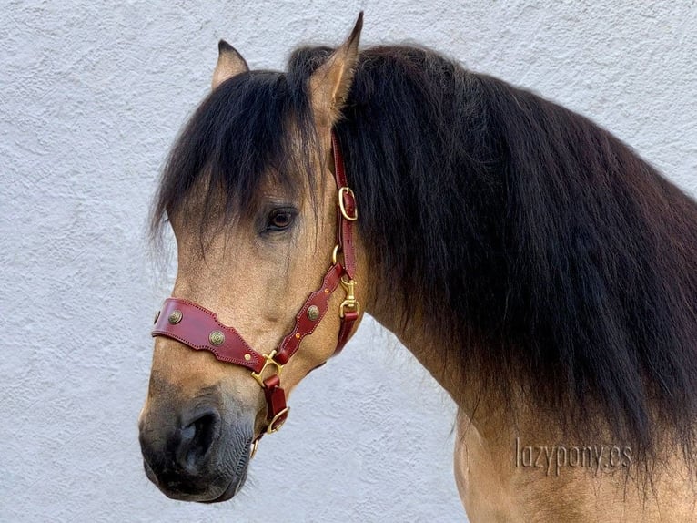 Baroque horse halter Lazypony, Cabezada cuadra Barroca Lazypony, cabezada de cuero