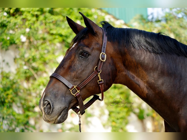 Cabezada de Cuadra de Cuero Triple Stitch Lazypony |  Triple Stitch Leather Halter Lazypony