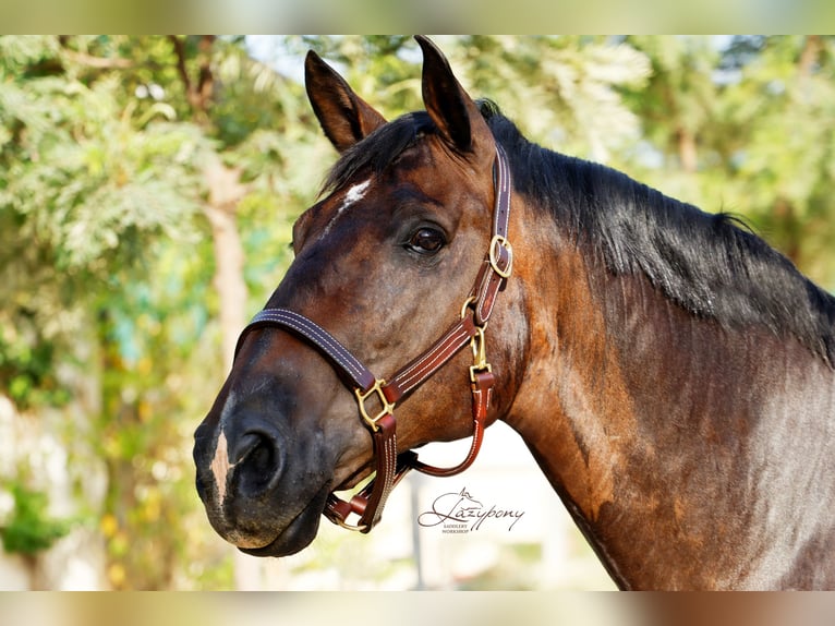 Cabezada de Cuadra de Cuero Triple Stitch Lazypony |  Triple Stitch Leather Halter Lazypony