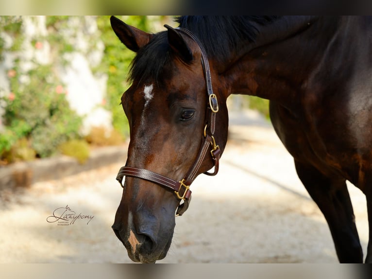 Cabezada de Cuadra de Cuero Triple Stitch Lazypony |  Triple Stitch Leather Halter Lazypony