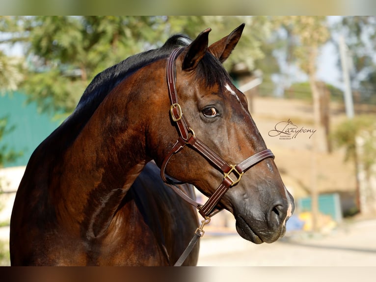 Cabezada de Cuadra de Cuero Triple Stitch Lazypony |  Triple Stitch Leather Halter Lazypony