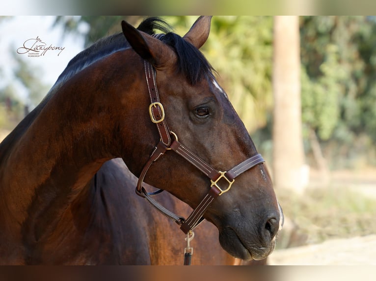 Cabezada de Cuadra de Cuero Triple Stitch Lazypony |  Triple Stitch Leather Halter Lazypony