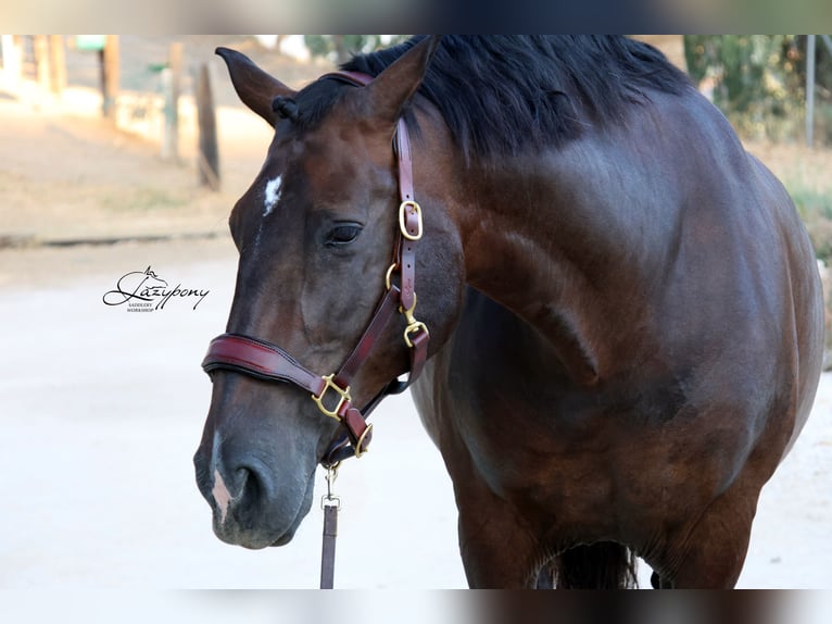 Cabezada de сuadra de cuero premium Classic Lazypony/ Patent leather premium halter Lazypony