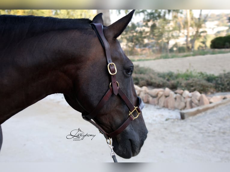 Cabezada de сuadra de cuero premium Classic Lazypony/ Patent leather premium halter Lazypony