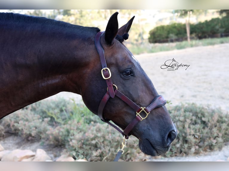 Cabezada de сuadra de cuero premium Classic Lazypony/ Patent leather premium halter Lazypony